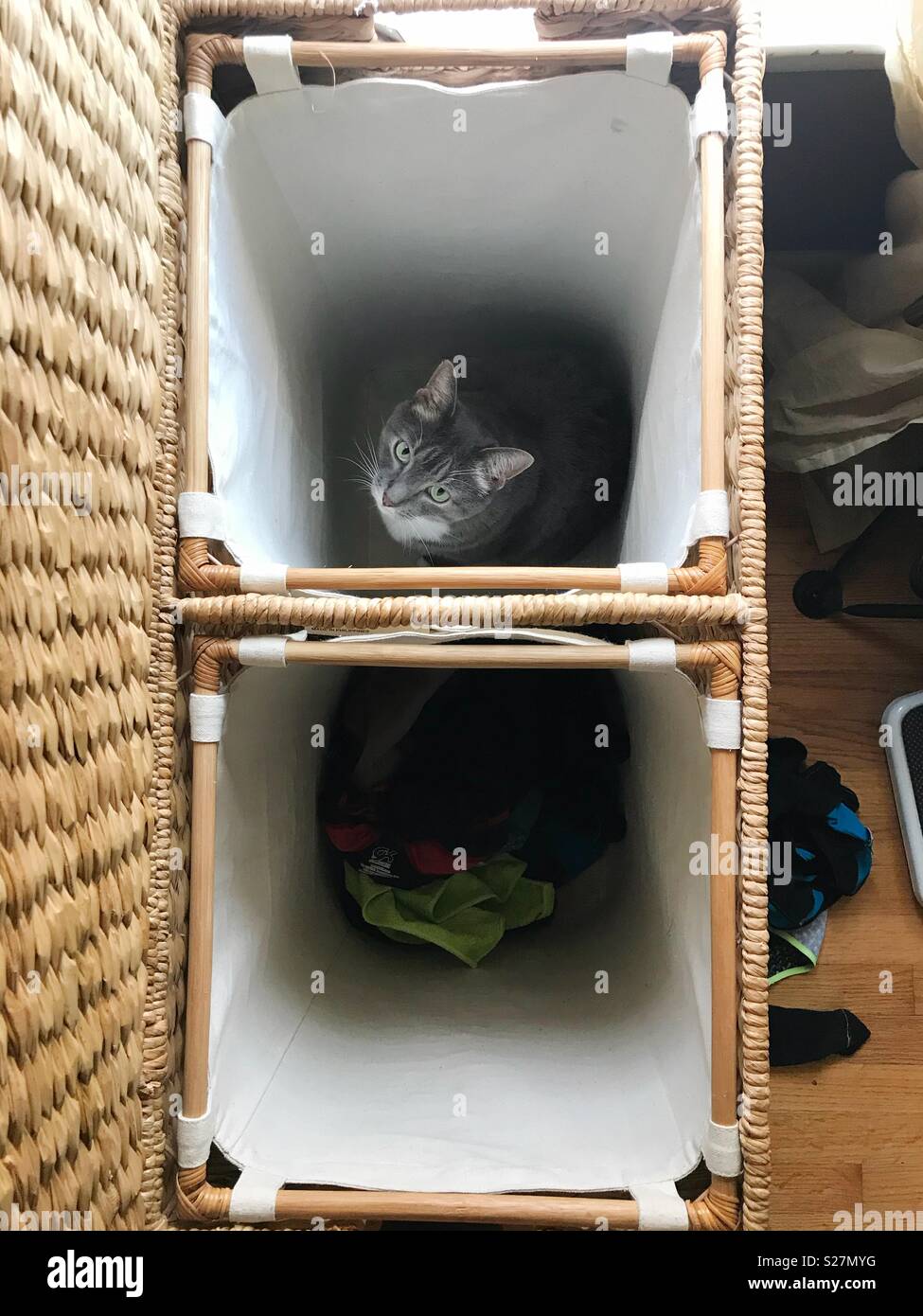 Katze sitzt im Wäschekorb. Stockfoto