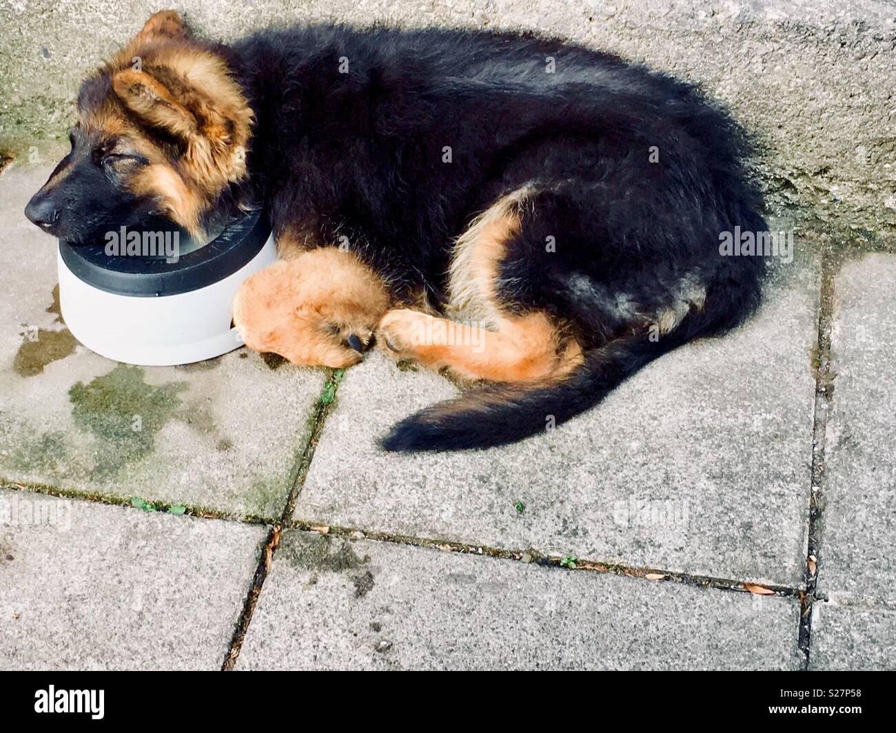 Deutscher Schäferhund schläft draußen mit Kopf in Wasserschale vor Betonwand. - Smartphone-aufgenommenes Stockfoto