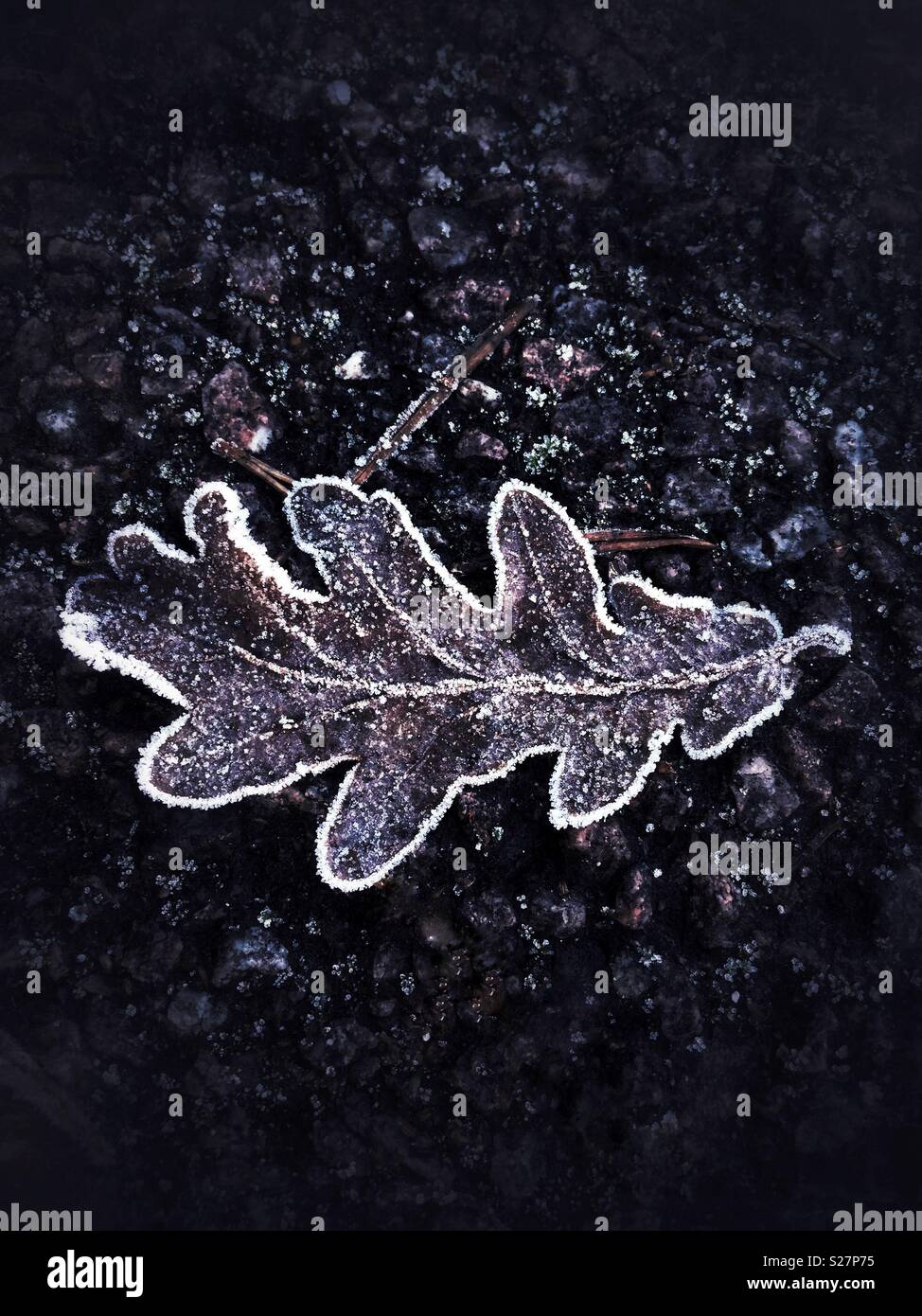 Frozen oak leaf Stockfoto