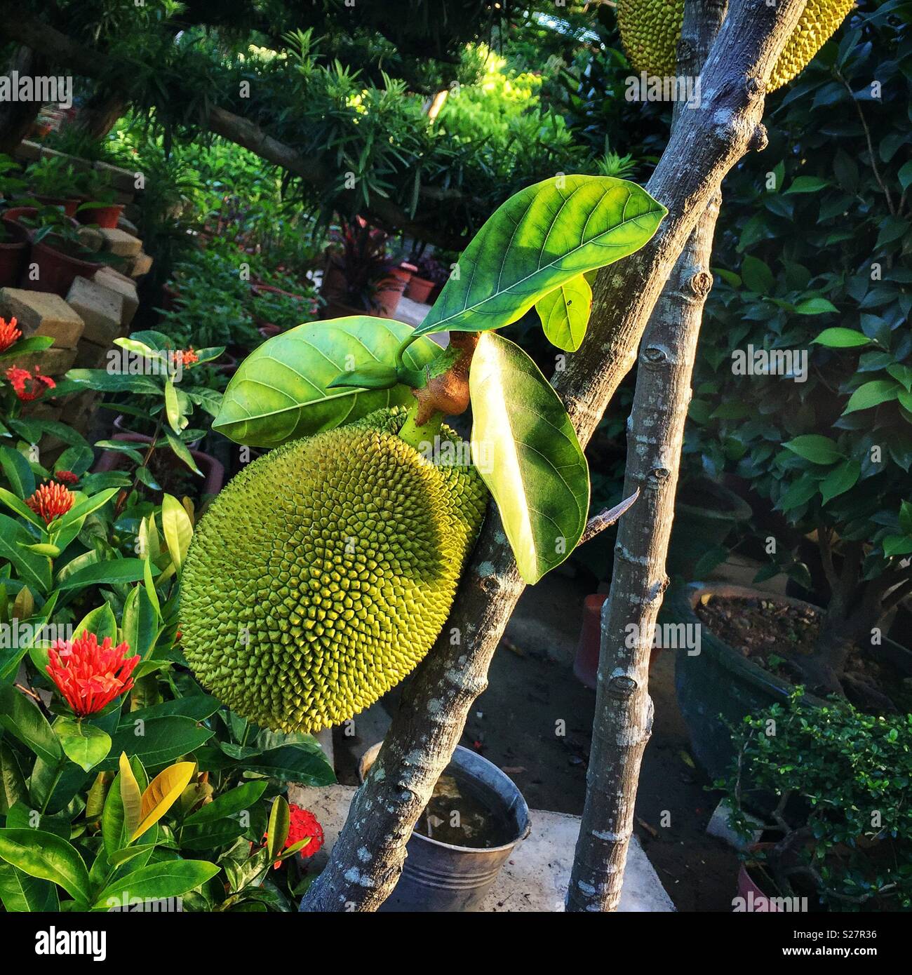 Eine junge jackfruit Baum in einem Kindergarten in den New Territories, Hong Kong Stockfoto