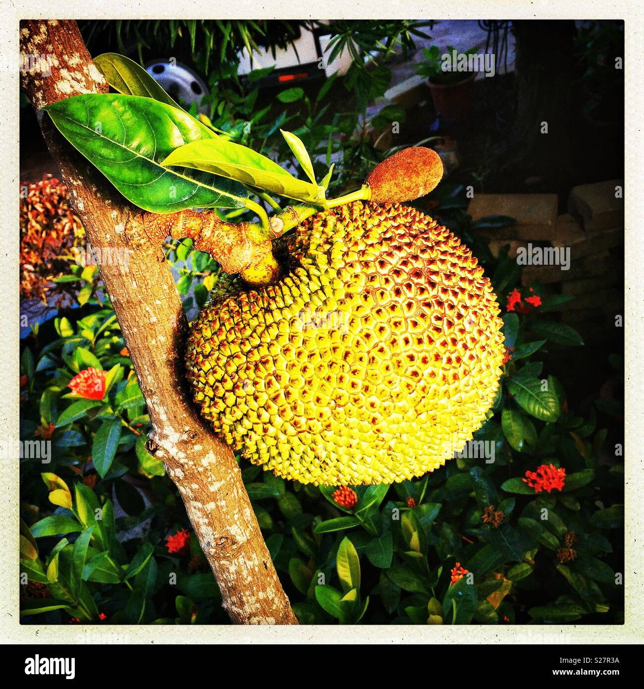 Eine junge jackfruit Baum in einem Kindergarten in den New Territories, Hong Kong Stockfoto