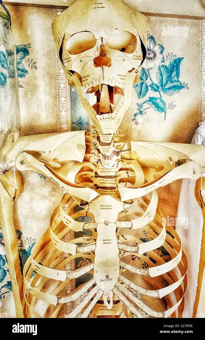 Papier Skelett beschriftet mit Papier Knochen Stockfoto
