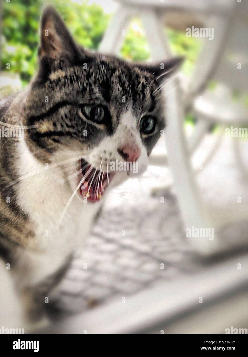 Heute ist es ein Regentag... lassen Sie mich in..! - Smartphone-aufgenommenes Stockfoto
