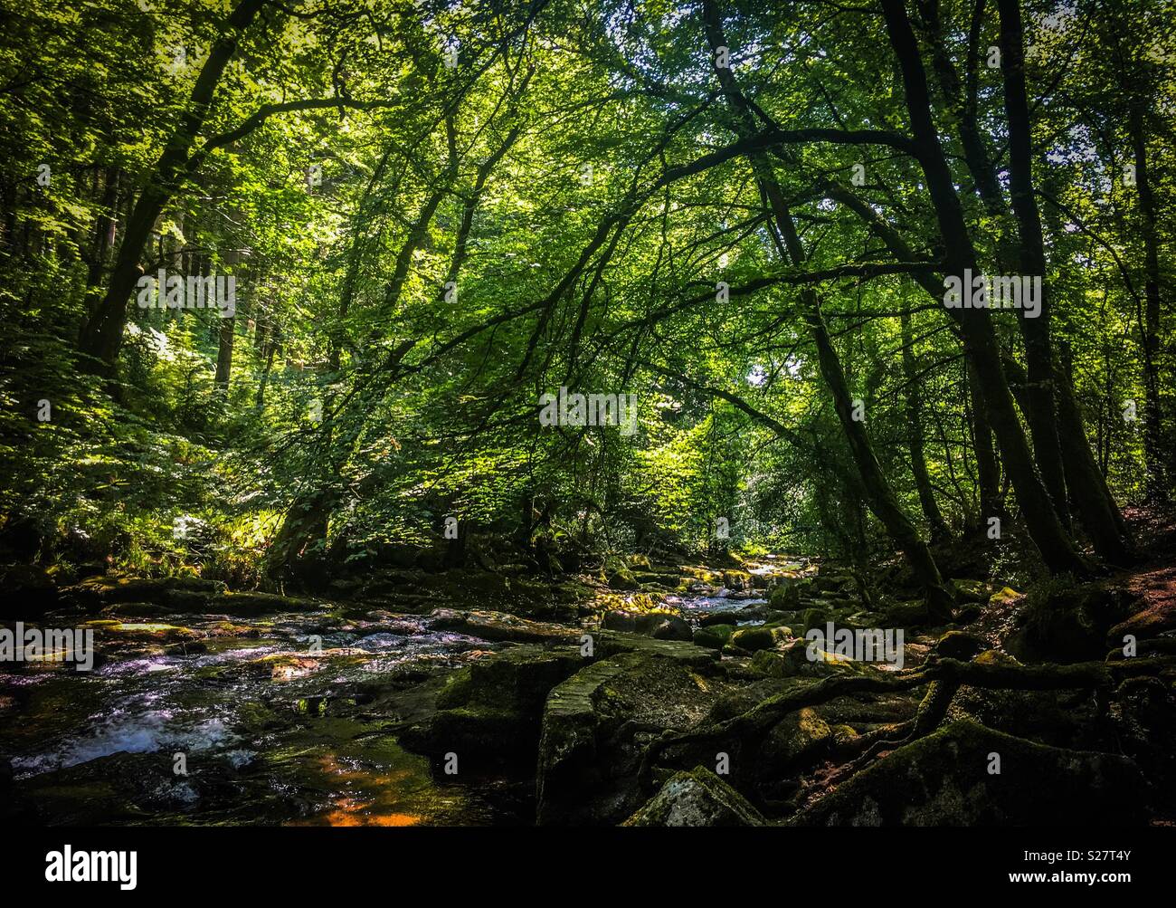 An einem kühlen Ort während der Hitze der Mitte Sommer neben dem Fluss Erme, Ivybridge, Devon, UK zu gehen. Stockfoto