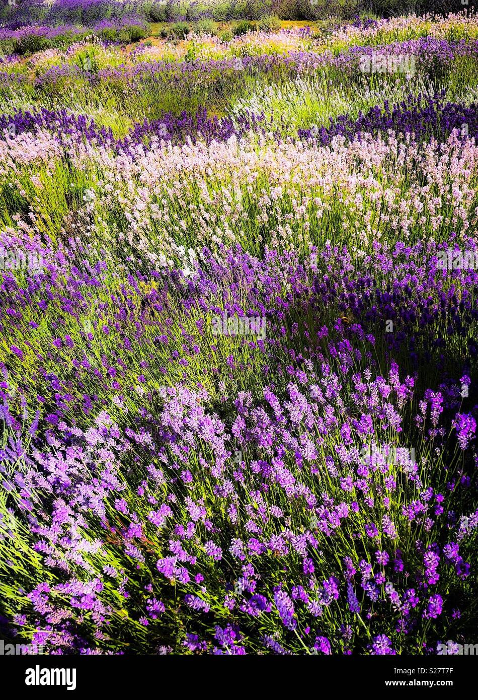 Lavendel Sorten in Reihen gepflanzt Stockfoto