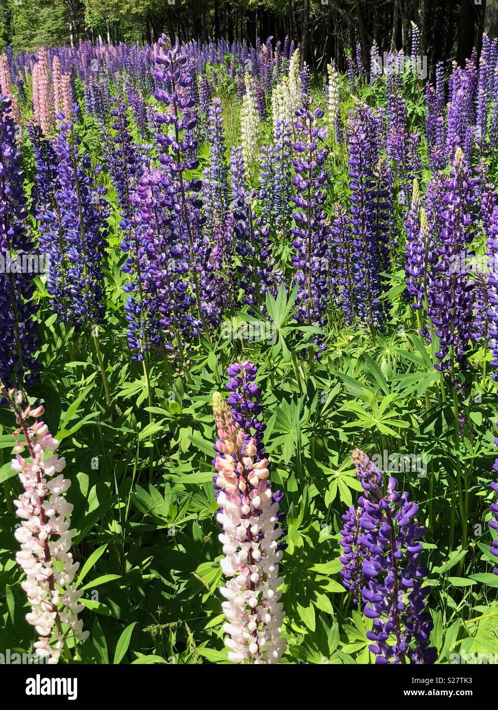 Lupine Blumen im nördlichen Michigan Stockfoto