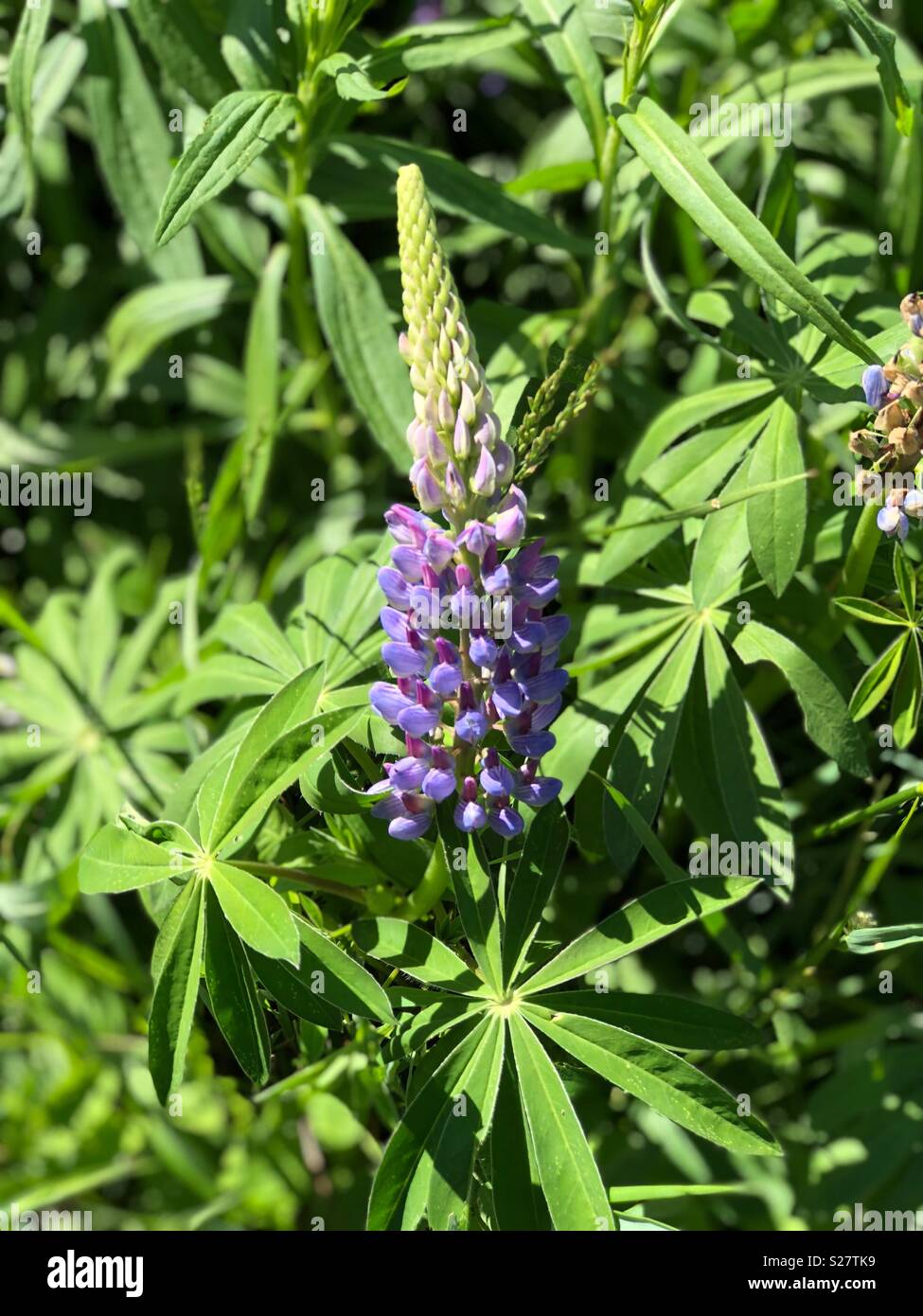 Lupine Blumen im nördlichen Michigan Stockfoto