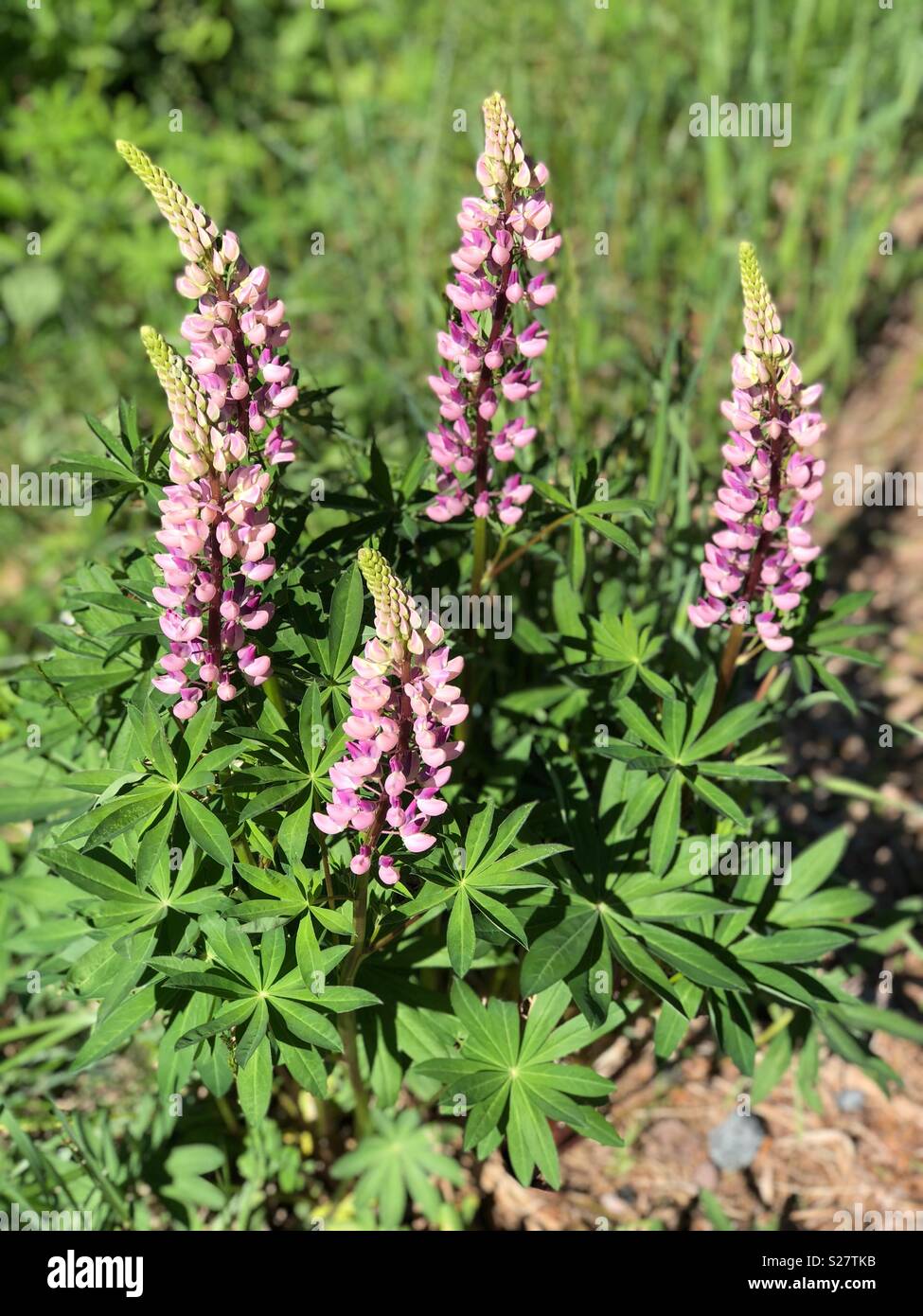 Lupine Blumen im nördlichen Michigan Stockfoto
