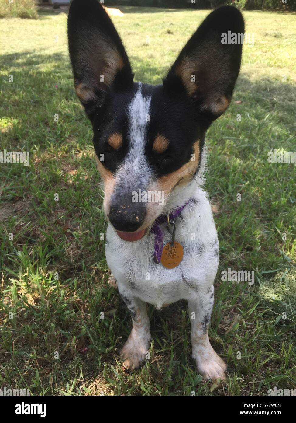 Ein kleines blaues verfolgte Mix im Freien genießen und ein wenig Graben. Stockfoto