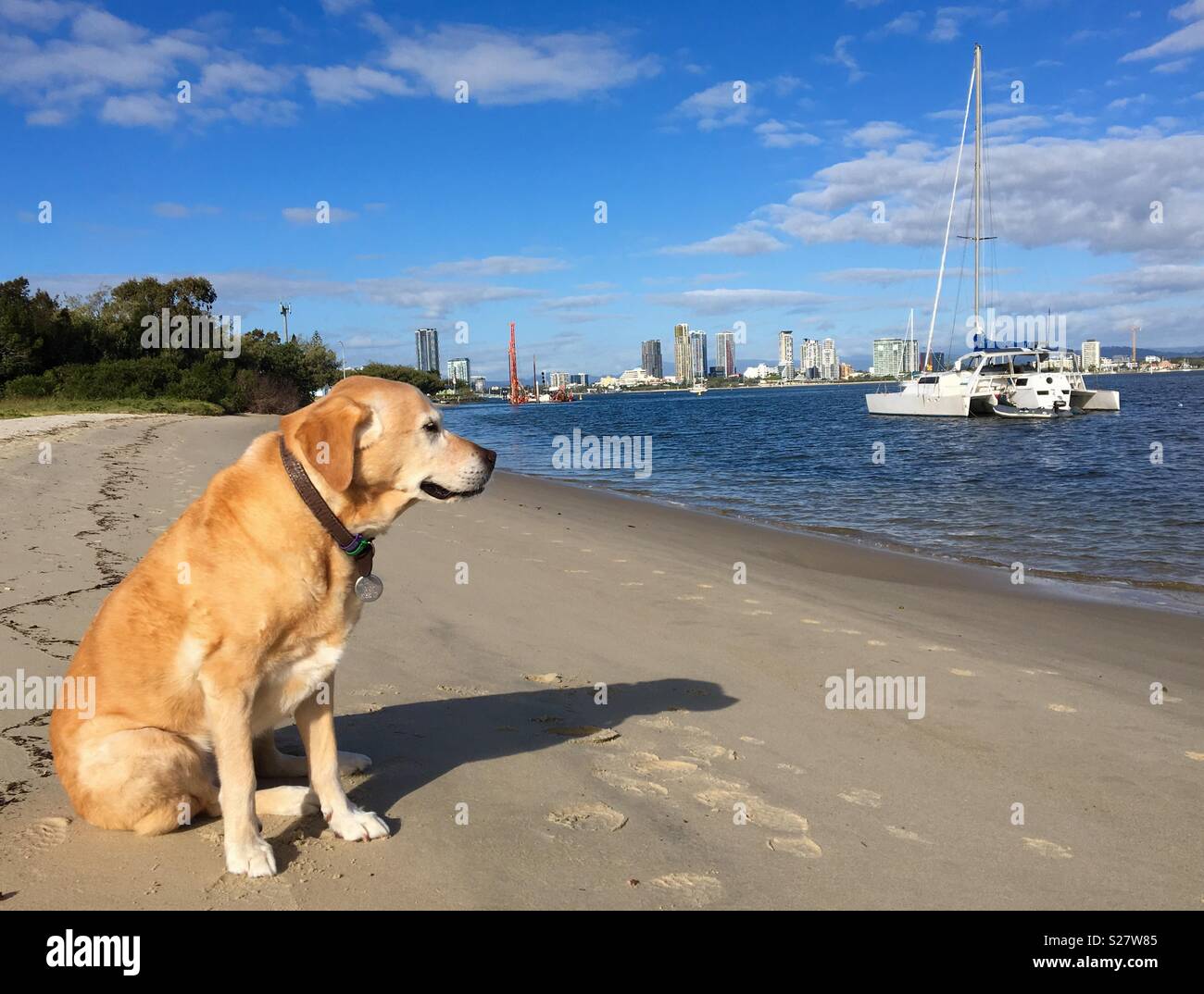 Golden Labrador Retriever Hund am Strand mit Booten und hohe Gebäude im Hintergrund Stockfoto