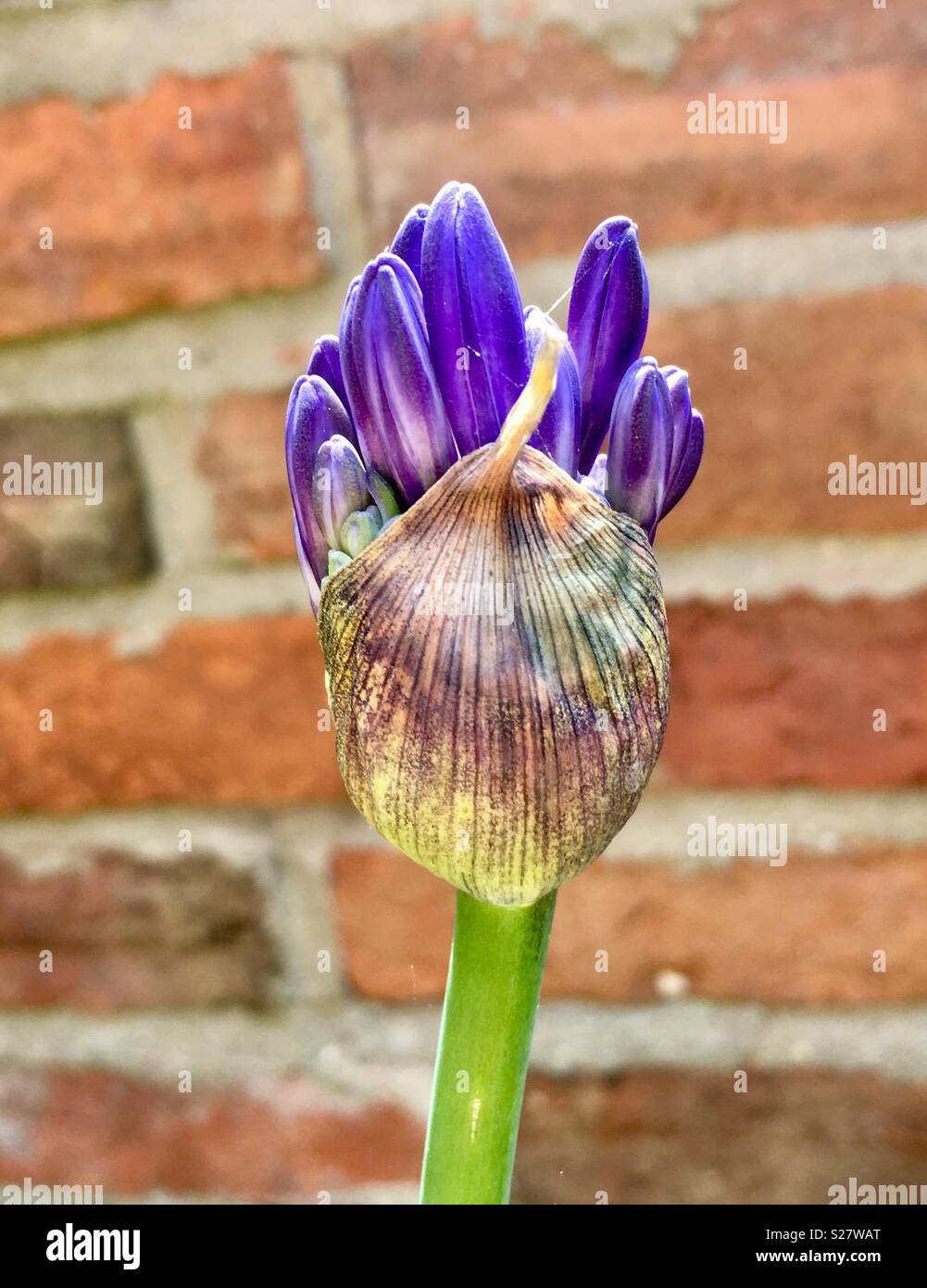 Lila Allium Blütenblätter aus blütenknospe Stockfoto