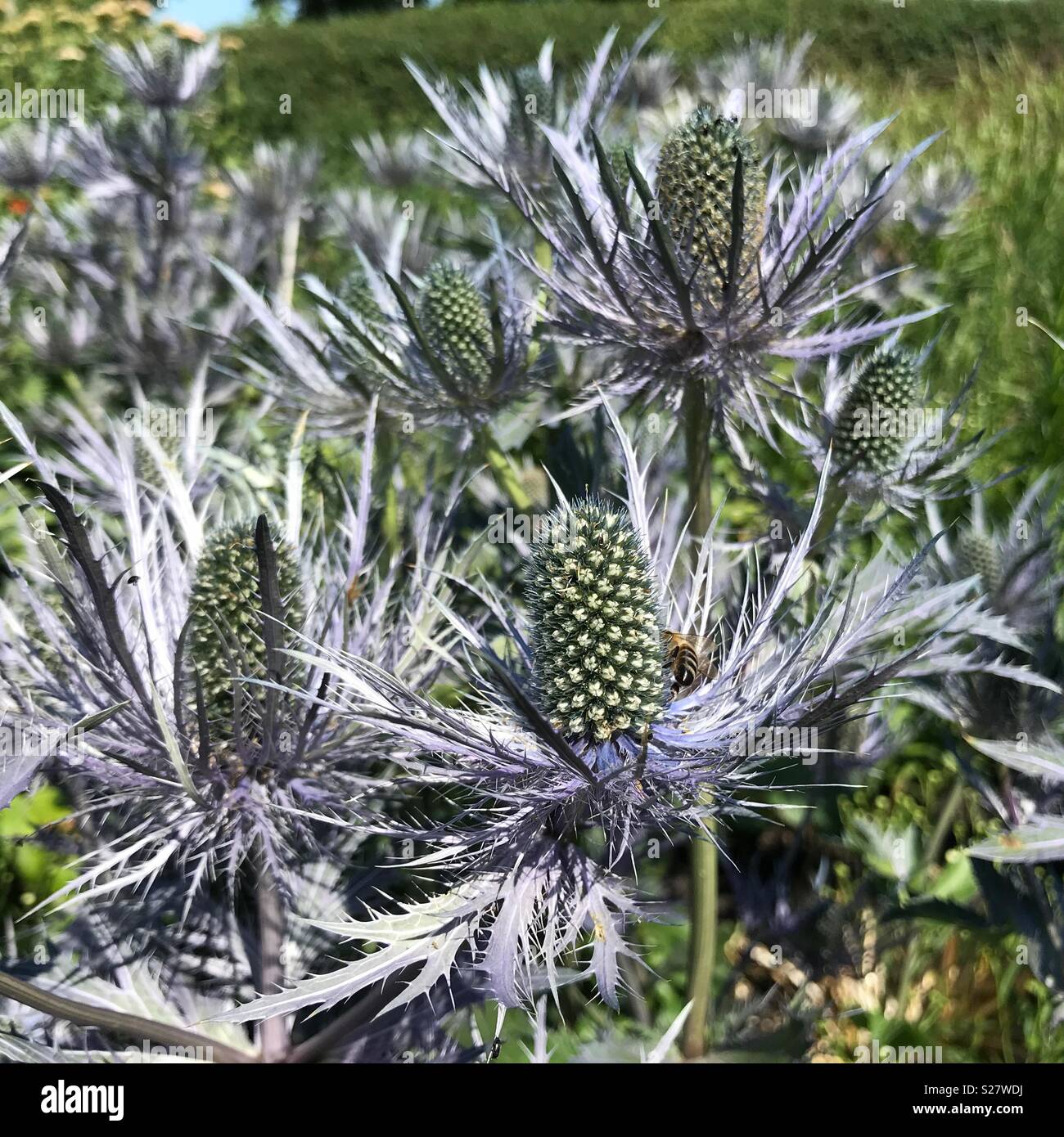 Eryngium Planum, Blau Eryngo, Sea Holly, eine krautige Staude Distel, in oudolf's Field, ein Garten von Piet Oudolf, Hauser & Wirth, Bruton, Somerset, Vereinigtes Königreich, Stockfoto