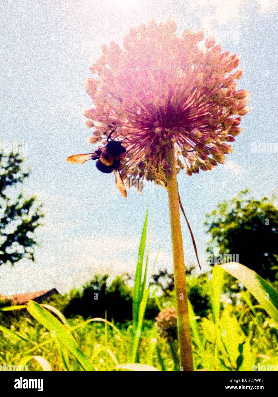 Sommerliche Foto von Sonnenbeschienenen Allium Blume mit Biene in Nord-carolina Wiese - Smartphone-aufgenommenes Stockfoto