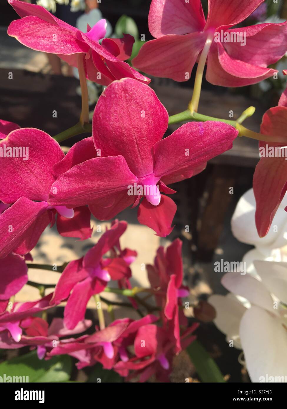 Rosa Orchidee - Smartphone-aufgenommenes Stockfoto