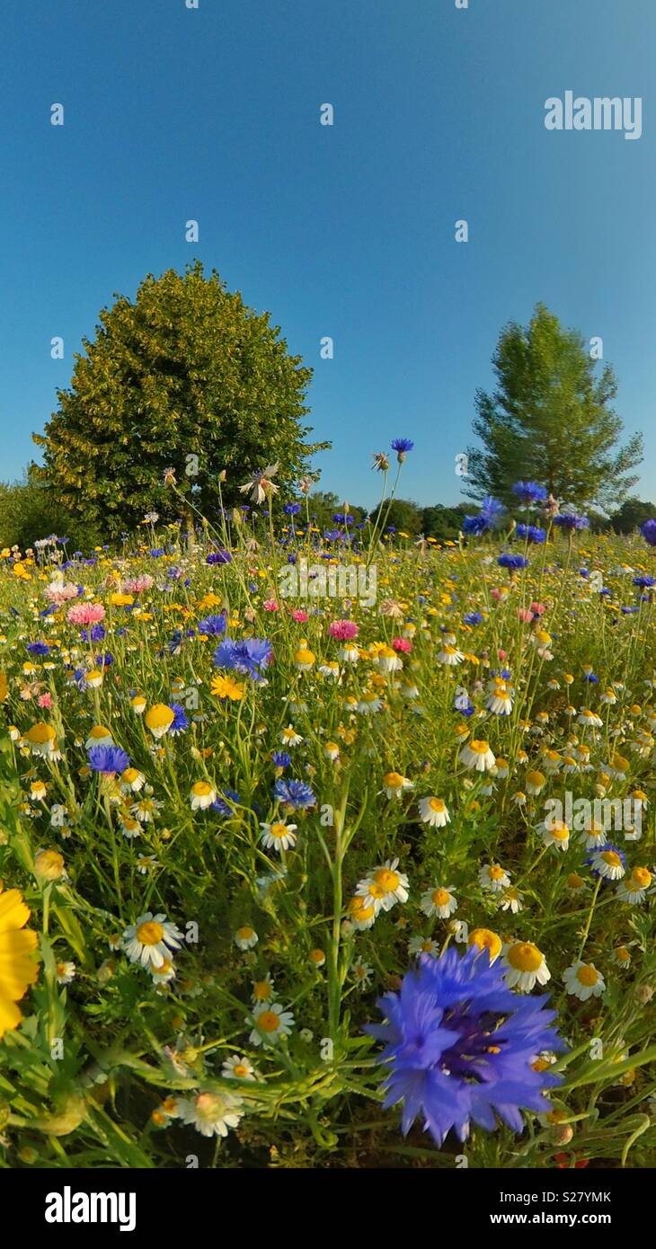 Wilde Blumenwiese in Hampshire England - Smartphone-aufgenommenes Stockfoto