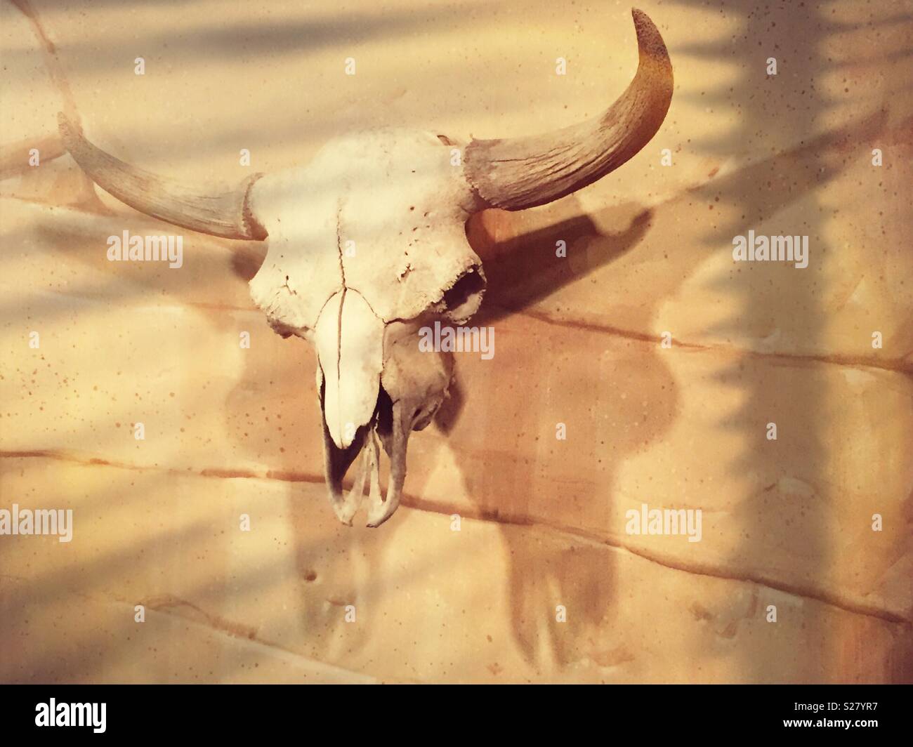 Gebleicht buffalo Schädel als Wandschmuck, Montana, USA Stockfoto