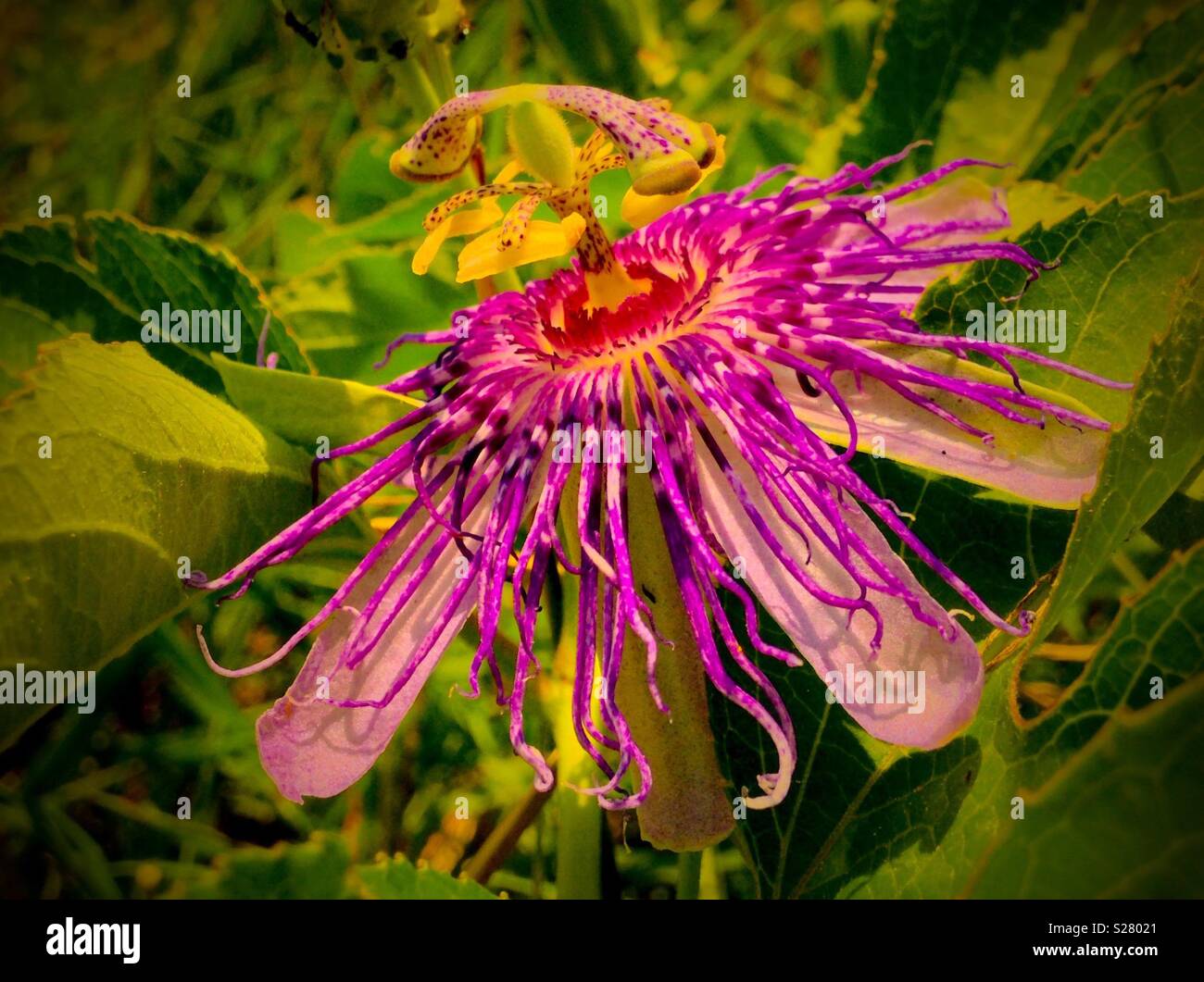 Leidenschaft Blume lila Stockfoto