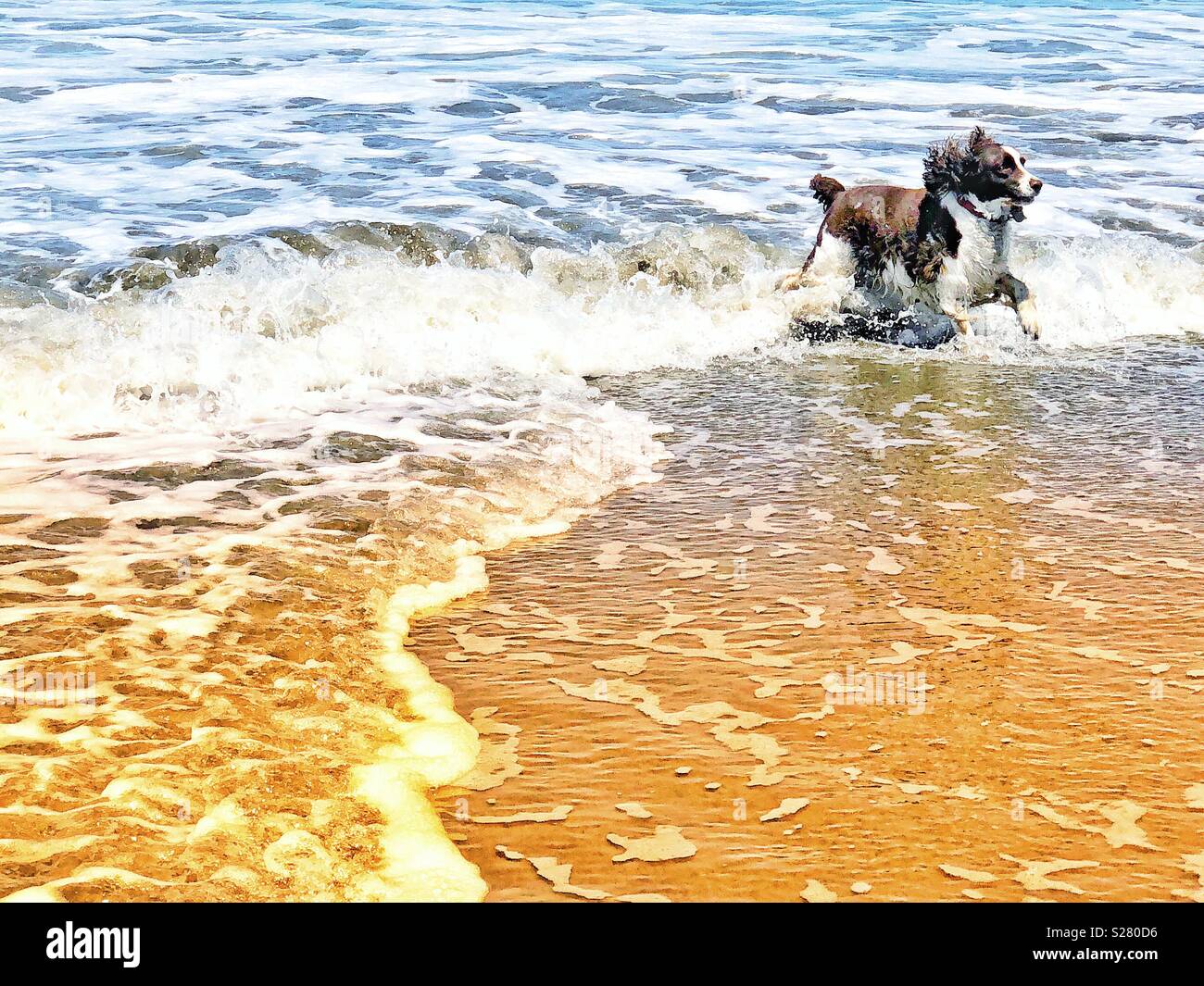 Gerne Englisch Springer Spaniel puppy dog schwindlig, mit Freude, wie Sie durch die Wellen an einem sandigen nördlichen Kalifornien Strand fliegt - Smartphone-aufgenommenes Stockfoto
