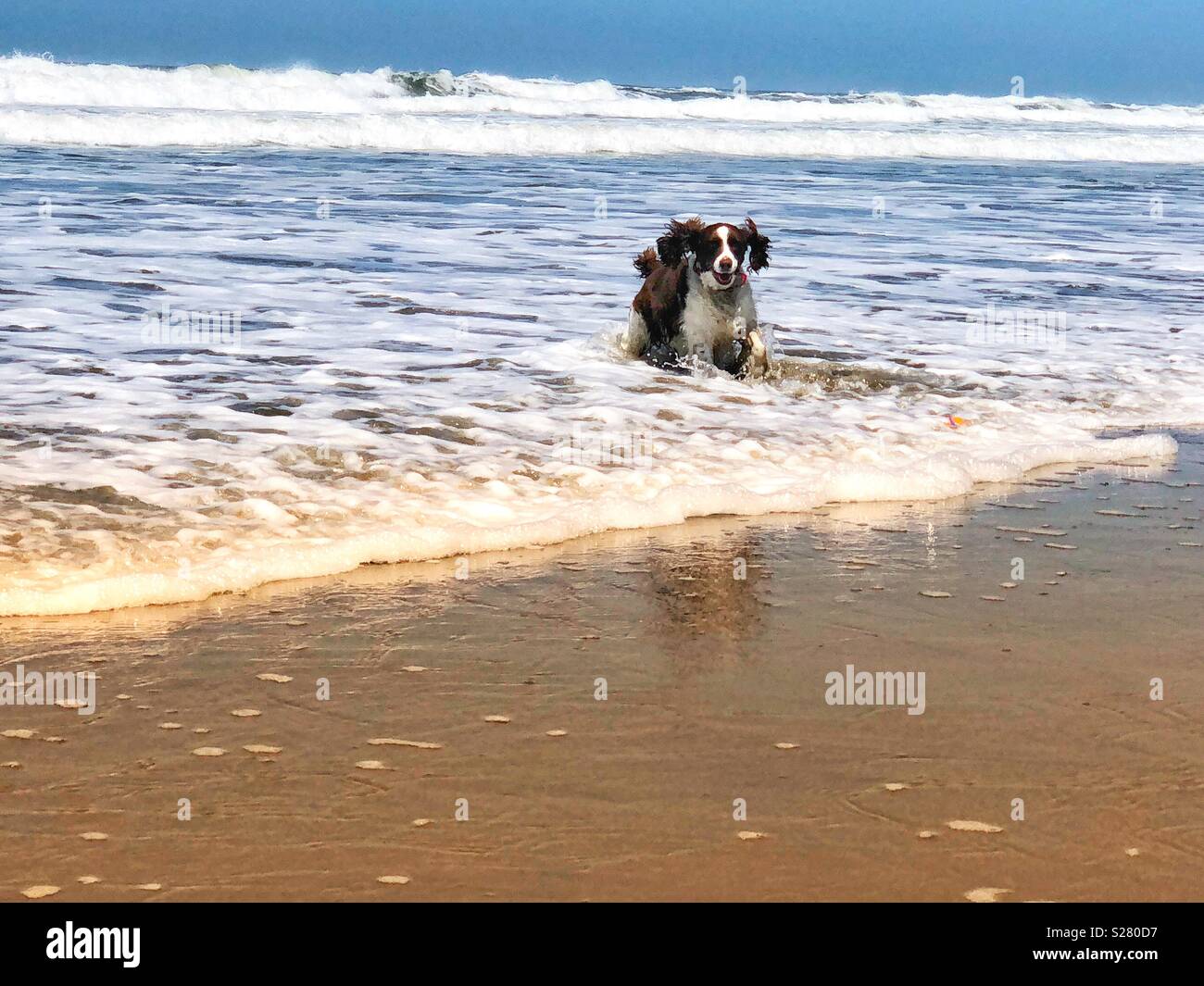 Schwindlig bodysurfen English Springer Spaniel hüpft durch die Wellen von einem goldenen Sandstrand am Fort Funston in San Francisco, Kalifornien, USA - Smartphone-aufgenommenes Stockfoto
