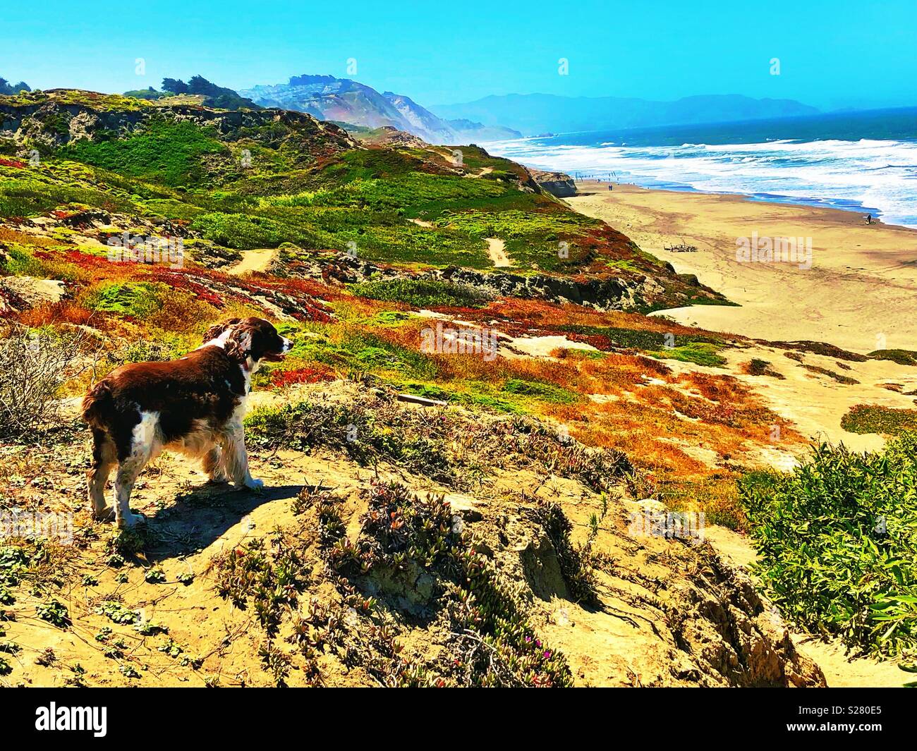 Ruf der Wildnis für diese English Springer Spaniel auf einem sandigen Nordküste Klippe mit Blick auf den Pazifischen Ozean - Smartphone-aufgenommenes Stockfoto