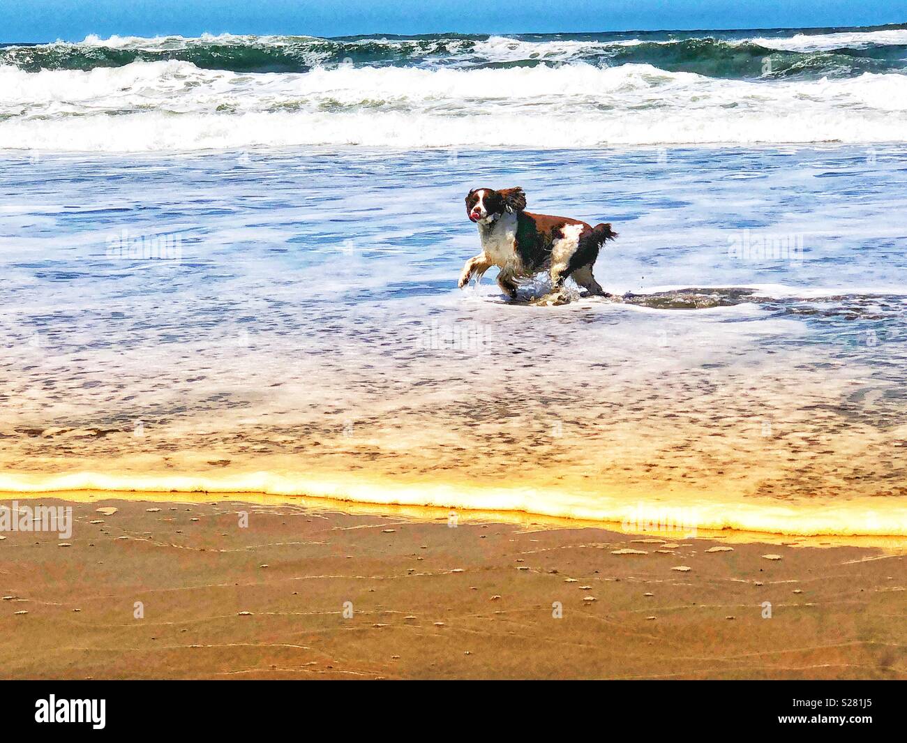 Schwindlig English Springer Spaniel springen und Spritzwasser durch den Shorebreak auf einem Northern California Beach im Juli - Smartphone-aufgenommenes Stockfoto