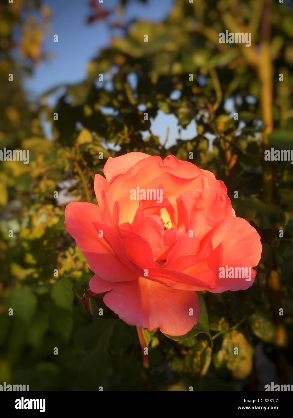Eine rosa Rose in der Abendsonne Stockfoto