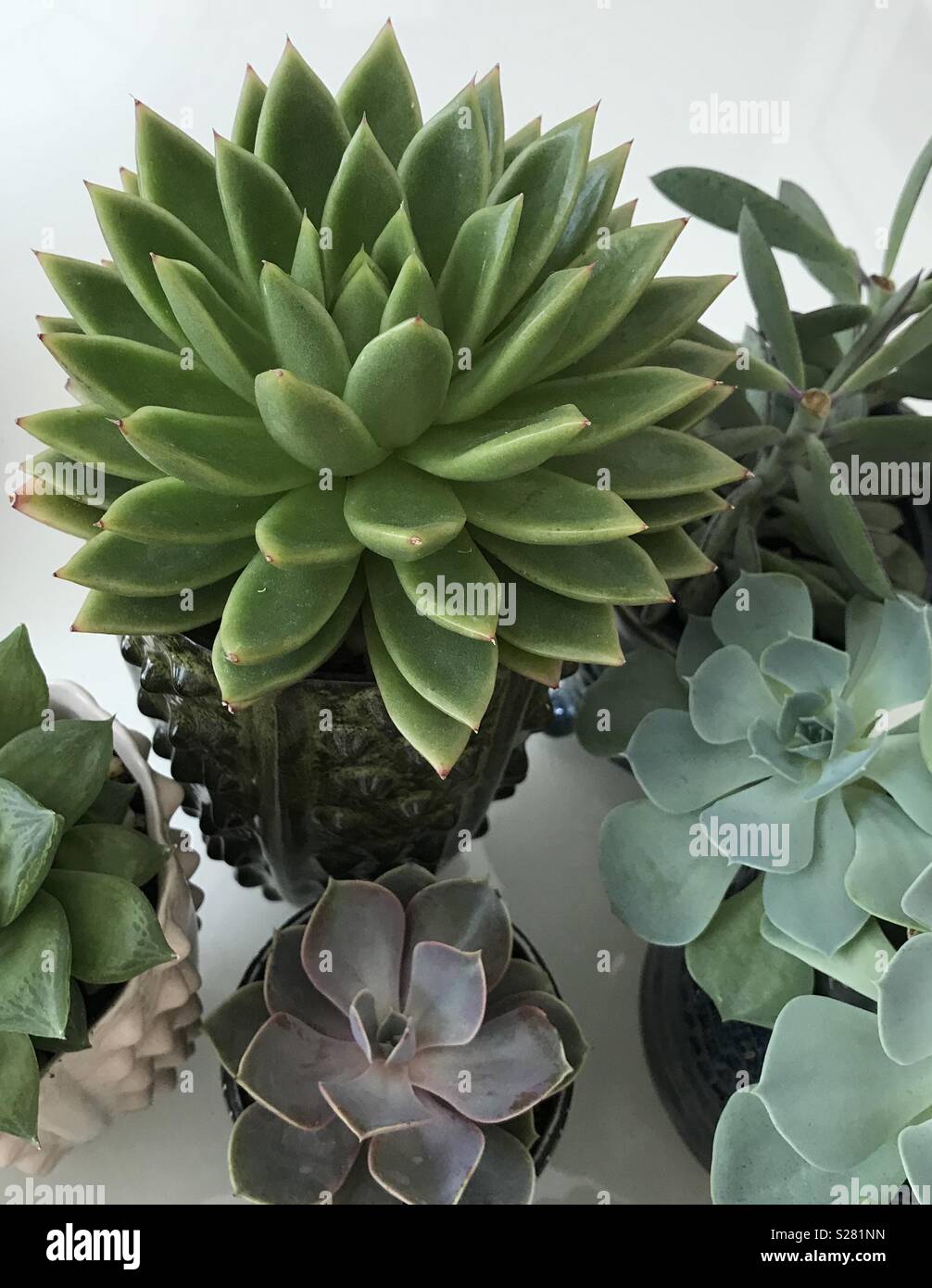 Sukkulenten in Töpfen Stockfoto