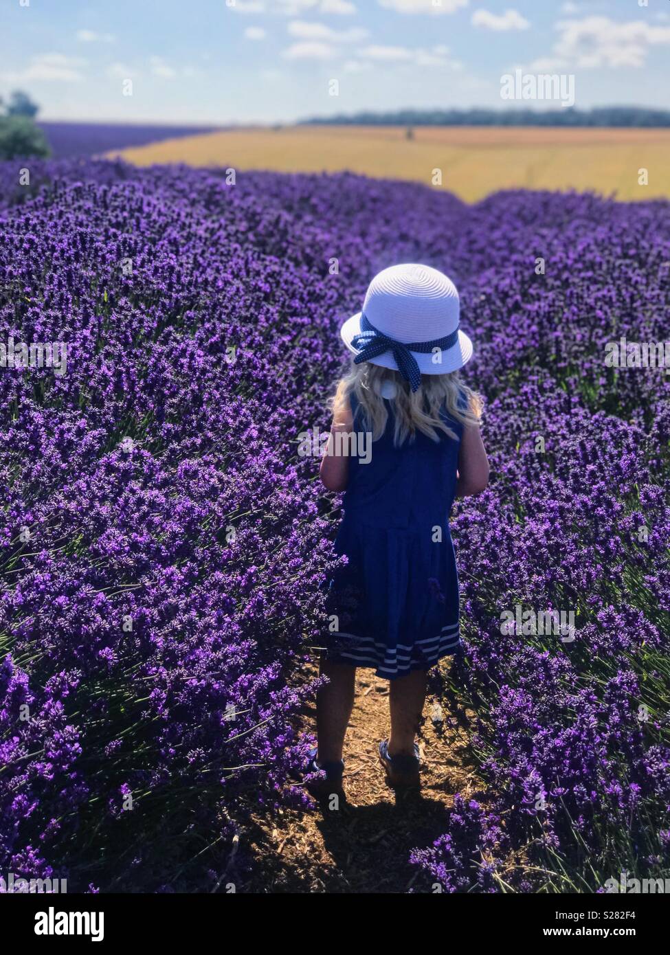 Kleines Mädchen in Lavendelfeld Stockfoto