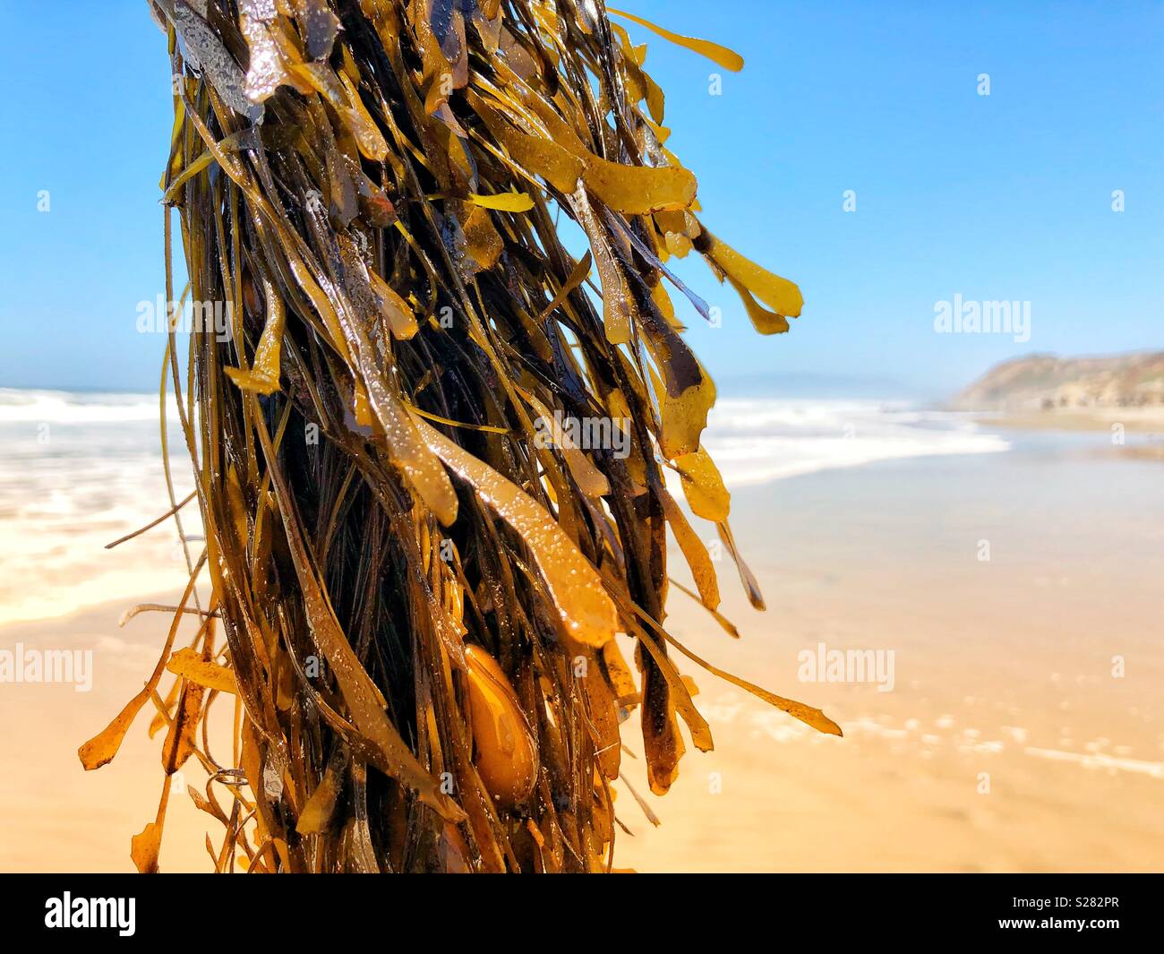 Frische Algen hängen an einem weiten Northern California Beach - Smartphone-aufgenommenes Stockfoto