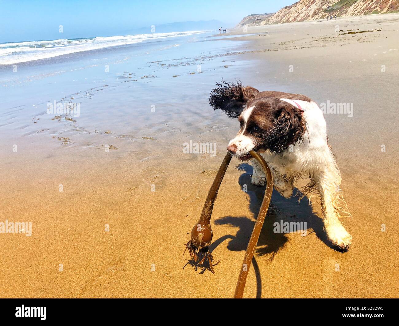 Tug-of-Kelp nassen Sand Spaß mit English Springer Spaniel zu einem Northern California Beach. - Smartphone-aufgenommenes Stockfoto