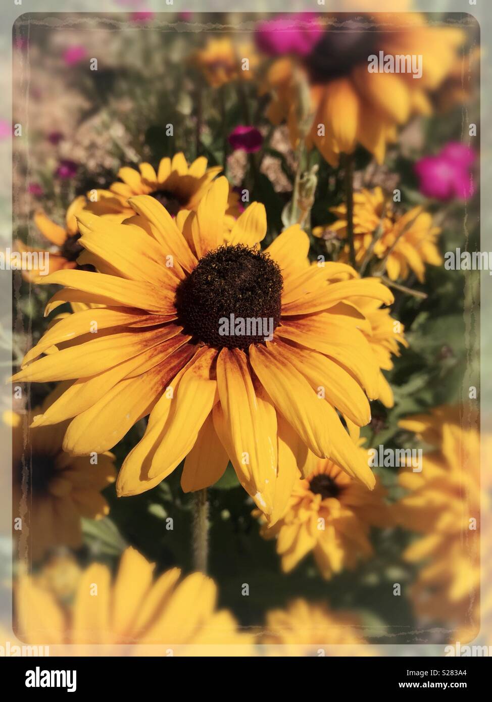 Gelbe coneflower in voller Blüte, USA - Smartphone-aufgenommenes Stockfoto