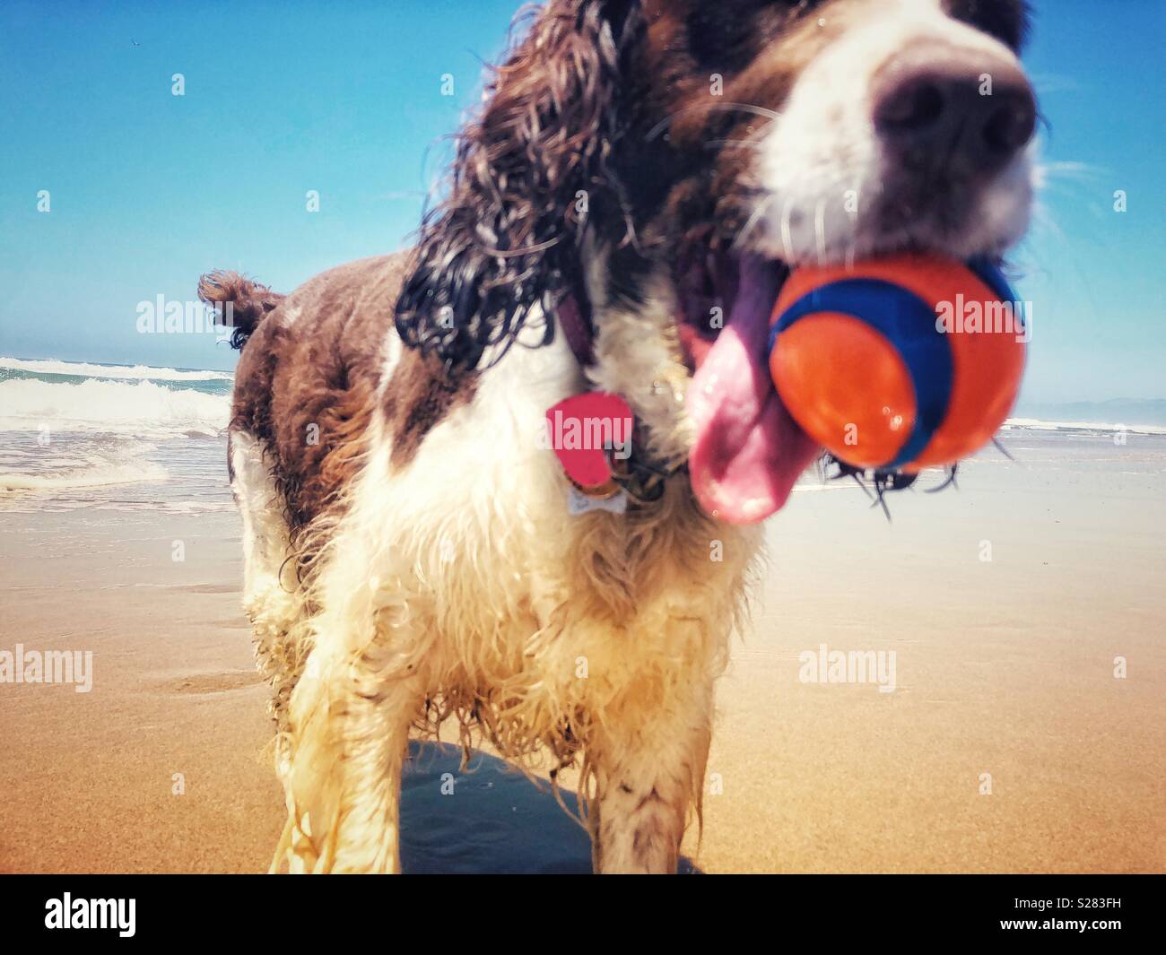Happy nasser Hund, Mund und Zunge, ruft orange und blaue Kugel von der Brandung an einem sonnigen goldenen sand California Beach unter einem Summer Blue Sky - Smartphone-aufgenommenes Stockfoto