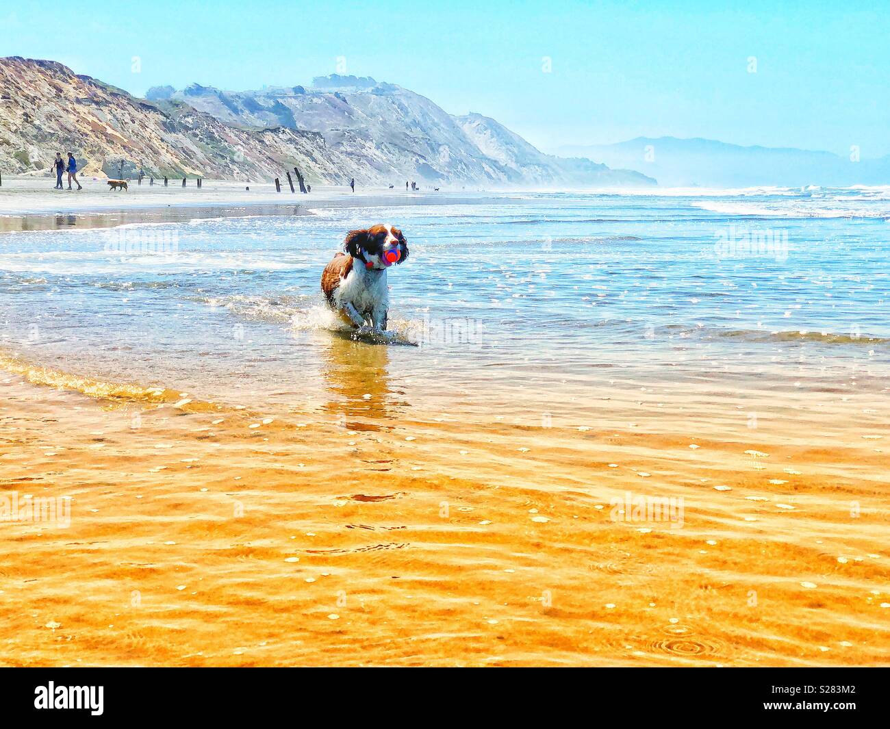 English Springer Spaniel puppy dog frolics durch die Wellen auf einem sonnigen Sommer Strand unter azurblauem Himmel - Smartphone-aufgenommenes Stockfoto