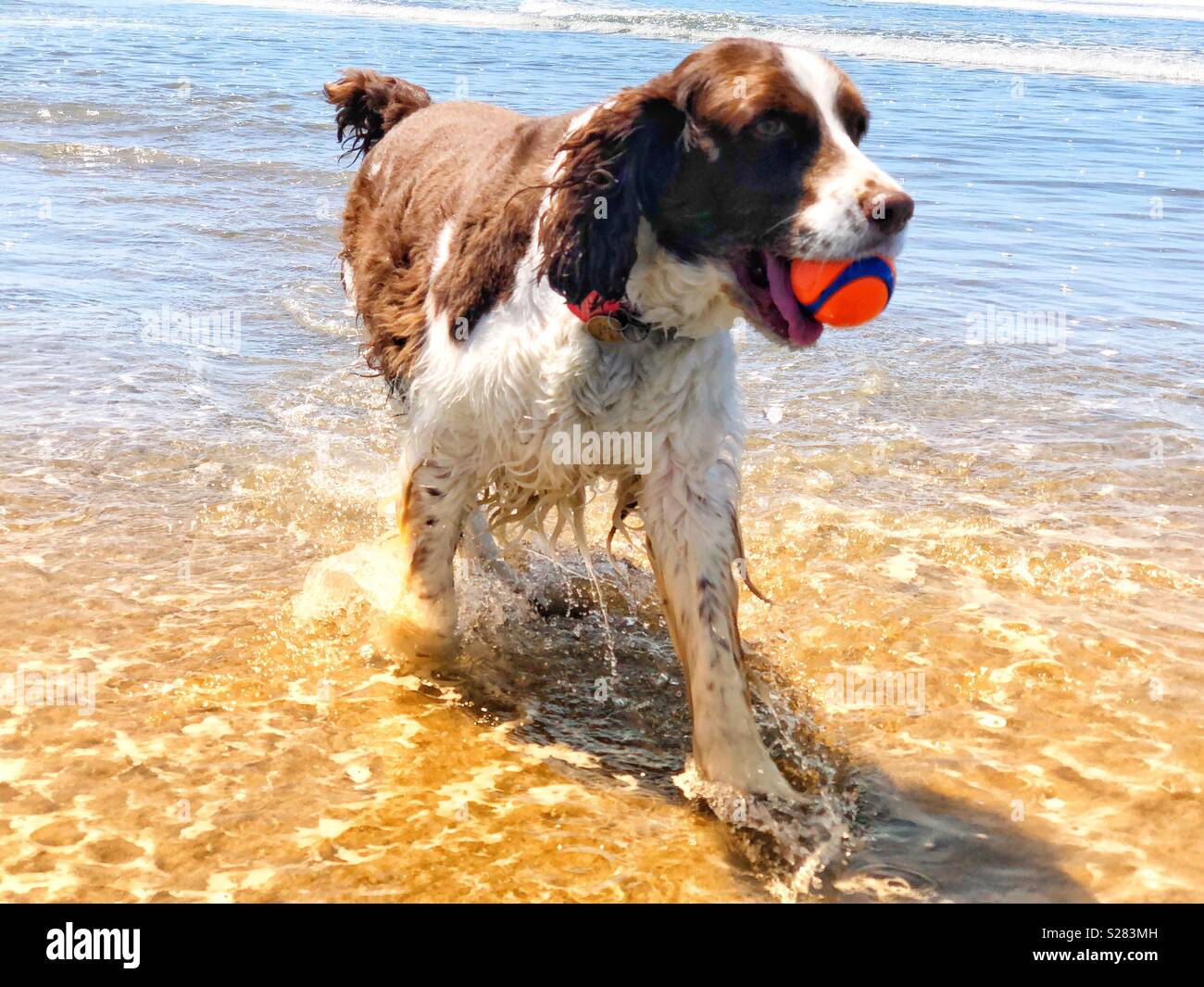 Gerne nass English Springer Spaniel puppy dog Spritzer durch den Shorebreak auf einem goldenen Sand California Beach - Smartphone-aufgenommenes Stockfoto