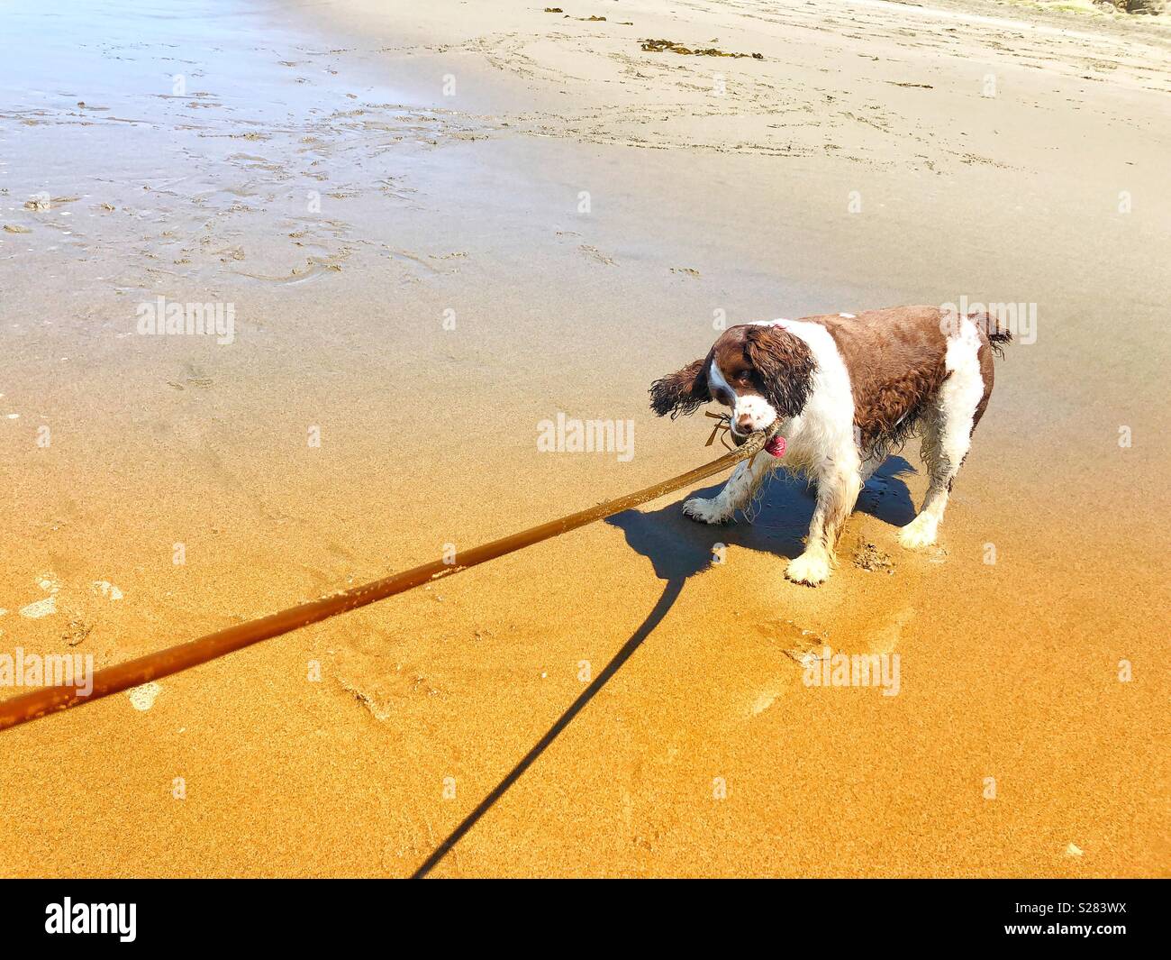 Schlappohren English Springer Spaniel puppy dog spielen Tauziehen mit einem langen weinstock zu Pacific Seetang zu einem Golden Sand Beach in Kalifornien unter dem sonnigen Himmel - Smartphone-aufgenommenes Stockfoto