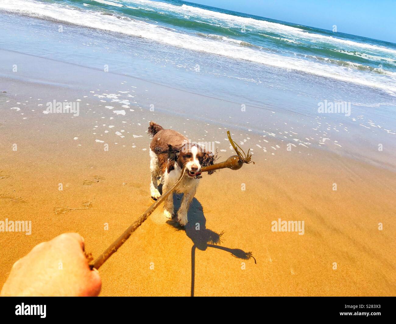 Schlappohren schwindlig English Springer Spaniel puppy dog spielen Tauziehen mit einem langen weinstock zu Pacific Seetang zu einem Golden Sand Beach in Kalifornien unter dem sonnigen Himmel - Smartphone-aufgenommenes Stockfoto