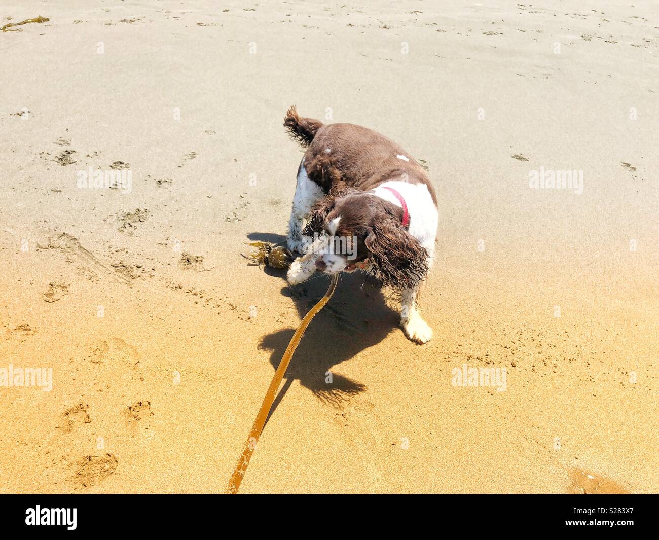 Schlappohren gerne Englisch Springer Spaniel puppy dog spielen Tauziehen mit einem langen weinstock zu Pacific Seetang zu einem Golden Sand Beach in Kalifornien unter dem sonnigen Himmel - Smartphone-aufgenommenes Stockfoto