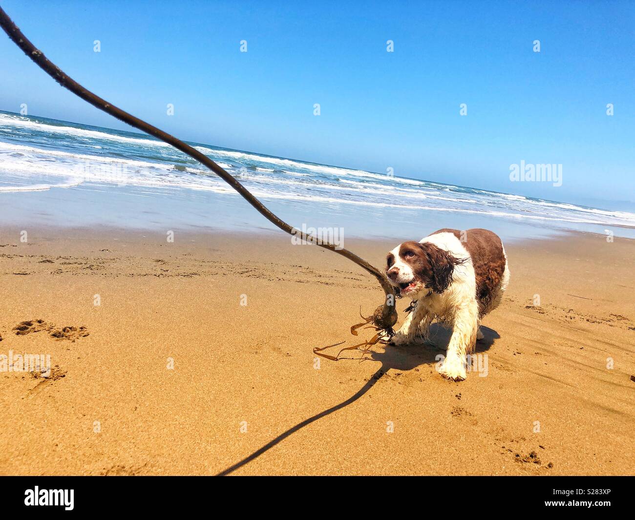 Schlappohren schwindlig gerne Englisch Springer Spaniel Welpe Hund verliebt mit dem Spielen Tauziehen mit einem langen weinstock zu Pacific Seetang zu einem Golden Sand Beach in Kalifornien unter dem sonnigen Himmel - Smartphone-aufgenommenes Stockfoto