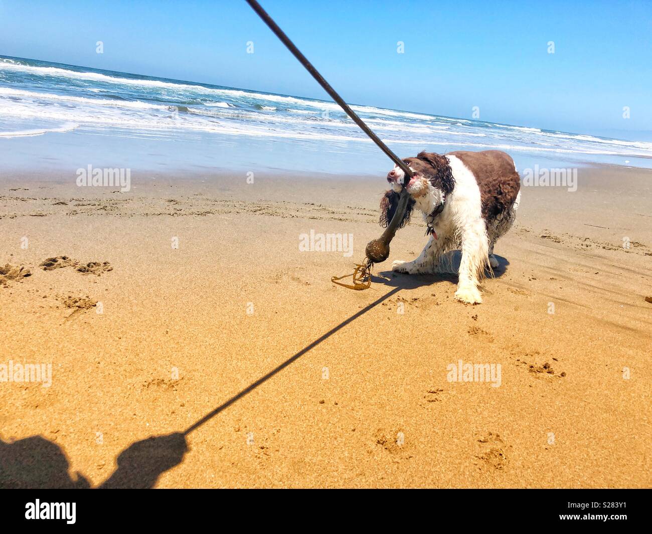 English Springer Spaniel puppy dog spielen Tauziehen mit einem langen weinstock zu Pacific Seetang zu einem Golden Sand Beach in Kalifornien unter dem sonnigen Himmel im Sommer - Smartphone-aufgenommenes Stockfoto