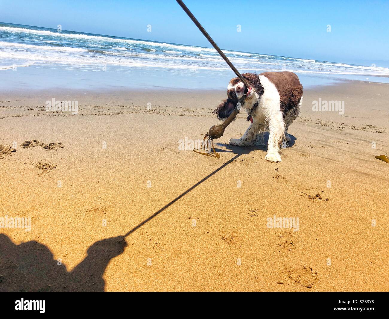 Schwindlig gerne Englisch Springer Spaniel puppy dog spielen Spaß Tauziehen mit einem langen weinstock zu Pacific Seetang zu einem Golden Sand Beach in Kalifornien unter dem sonnigen Himmel - Smartphone-aufgenommenes Stockfoto
