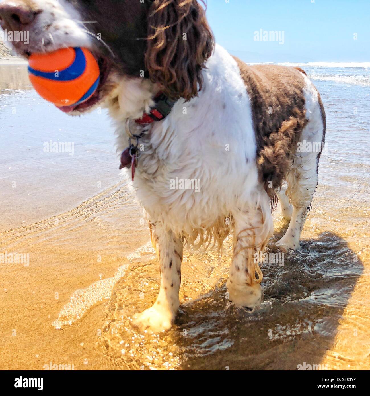 Stolz nass English Springer Spaniel zeigt orange Kugel von der Brandung an einem sonnigen Kalifornien Strand abgerufen - Smartphone-aufgenommenes Stockfoto