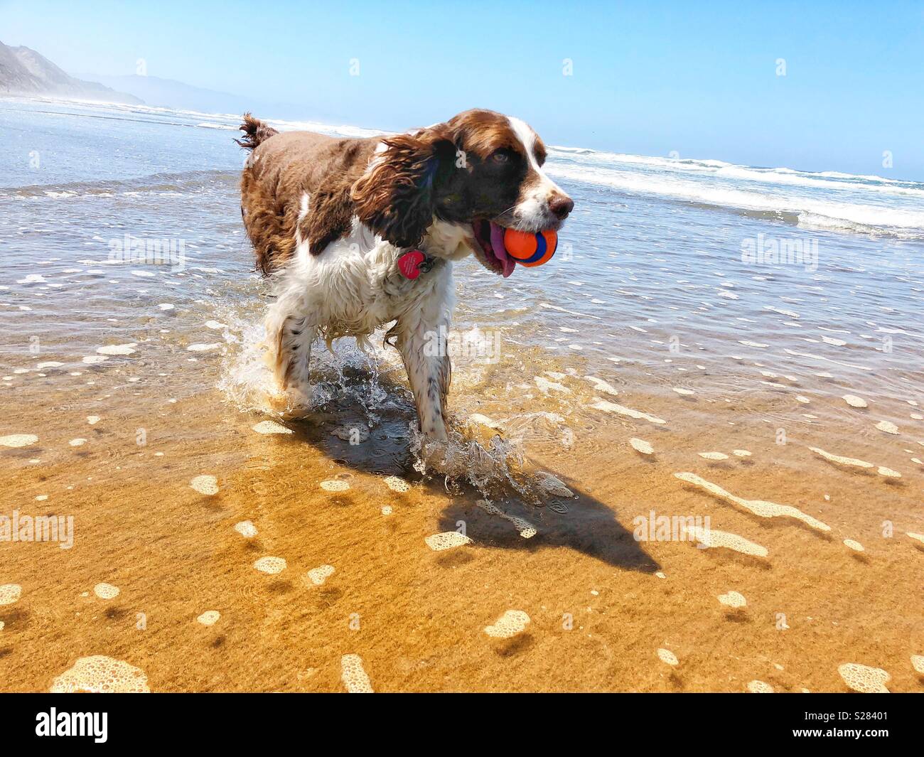 Schöne English Springer Spaniel Welpe Hund ruft stolz ihren Ball vom Surfen auf einem goldenen California Beach - Smartphone-aufgenommenes Stockfoto