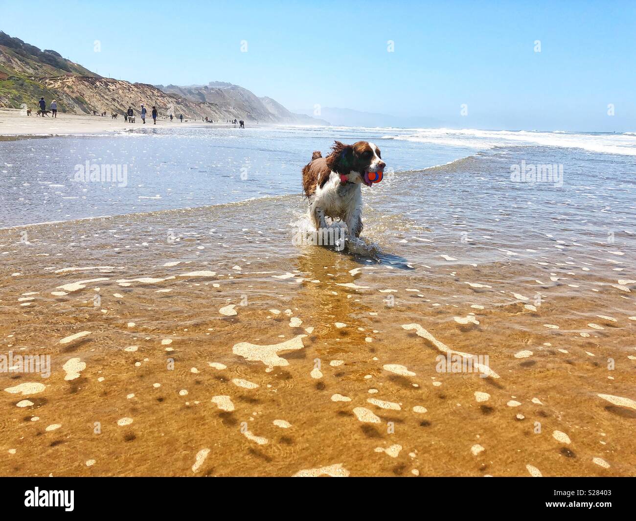 English Springer Spaniel Welpe Hund durch den Shorebreak triumphierend mit ihr Ball Galopp an einem goldenen Sandstrand in Kalifornien unter dem sonnigen Himmel Stockfoto