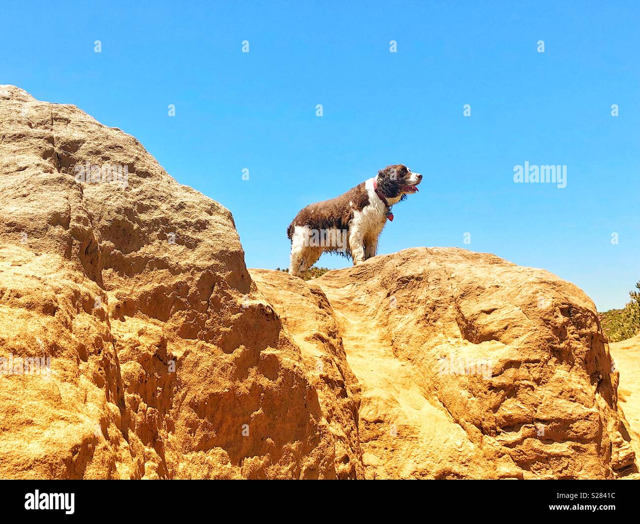 Schöne English Springer Spaniel puppy dog girl Vermessung ihrer Domain hoch auf einem Sandstrand der kalifornischen Küste Felsen im Sommer unter einem azurblauen Himmel Stockfoto