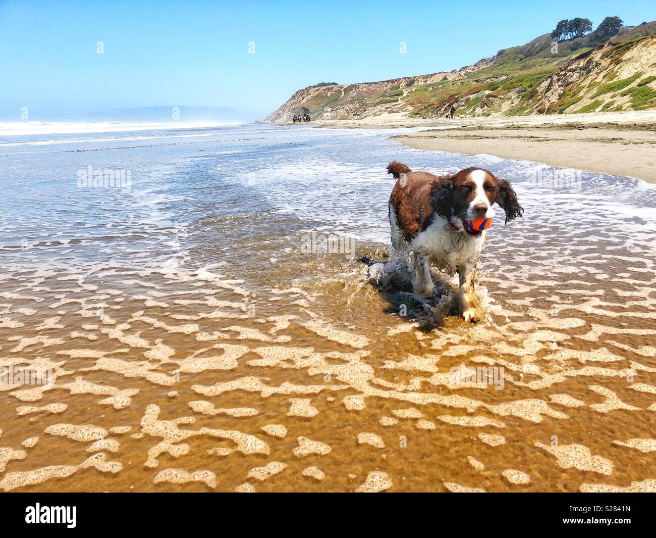 Ball spielen an einem Kalifornien Golden Sand Beach mit einer schönen jungen English Springer Spaniel Welpen Hund unter azurblauem Himmel - Smartphone-aufgenommenes Stockfoto
