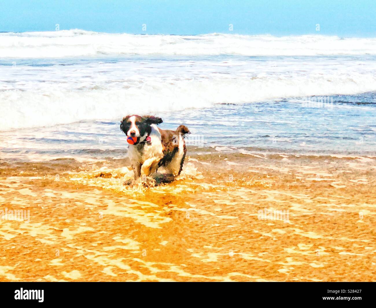 Schlappohren gerne Englisch Springer Spaniel puppy dog schwindlig, mit Freude, als sie Pflügen durch die Ocean Wave ufer Pause an einem goldenen Sandstrand in Northern California Beach unter azurblauem Himmel im Sommer - Smartphone-aufgenommenes Stockfoto