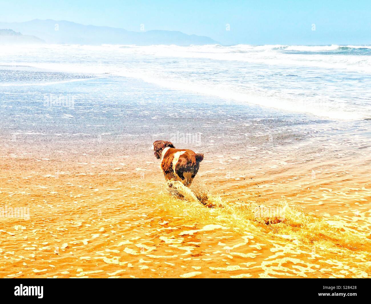 Schlappohren freudige English Springer Spaniel Welpe Hund als Sie spritzt durch die Ocean Wave ufer Pause an einem goldenen Sandstrand in Northern California Beach unter azurblauem Himmel im Sommer - Smartphone-aufgenommenes Stockfoto