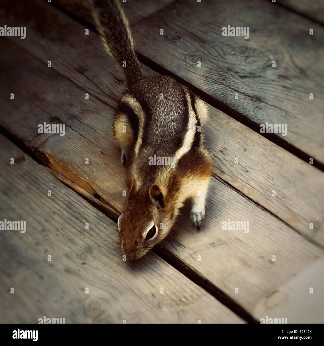 Kolumbianische Erdhörnchen in den Rocky Mountains, Kanada. Stockfoto