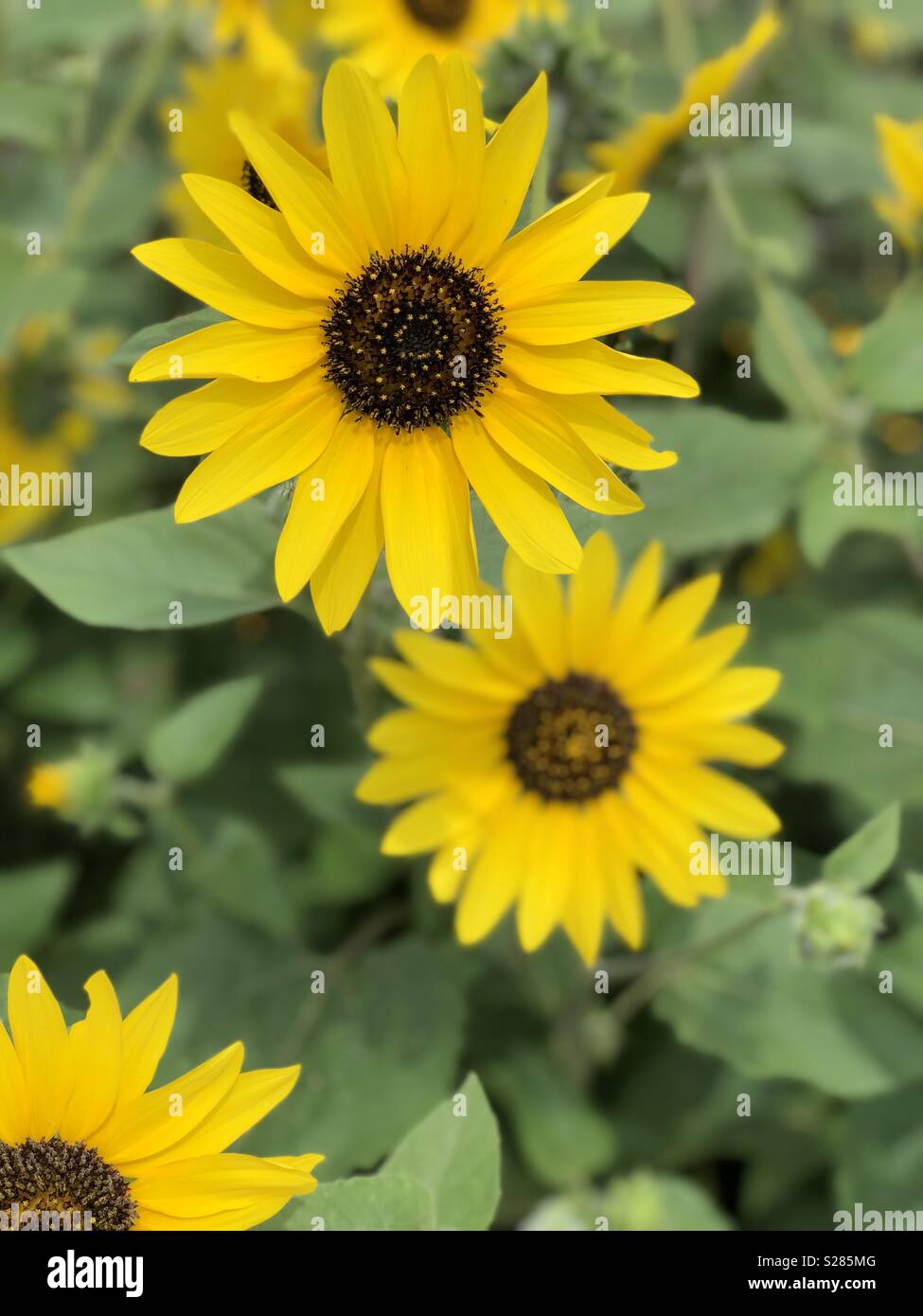 Blumen den ganzen sommer -Fotos und -Bildmaterial in hoher Auflösung