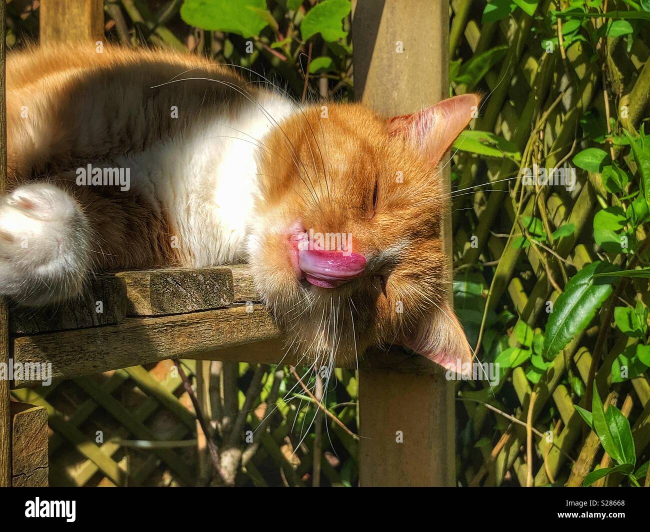 Ingwer Tom Cat ruht auf einer Holzbank, leckte sich die Nase Stockfoto